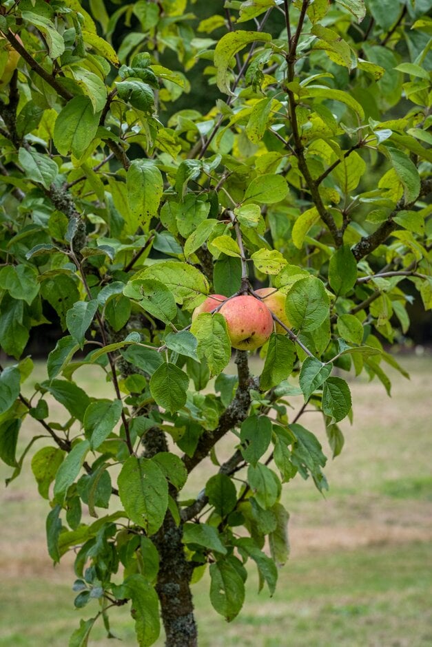 <i>Malus</i> <i>domestica</i> 'Plum Vitae'