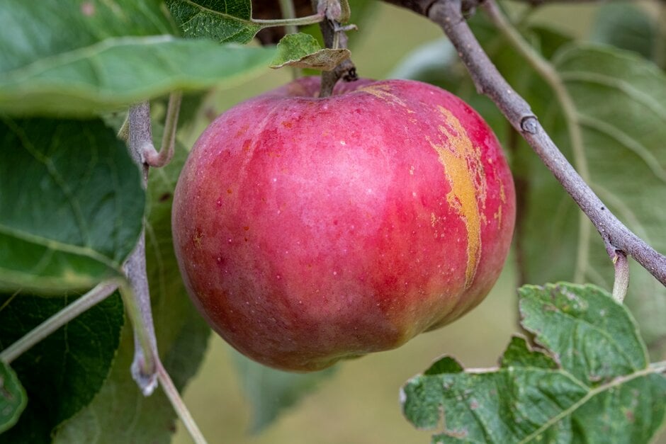 apple 'Devon Crimson Queen'
