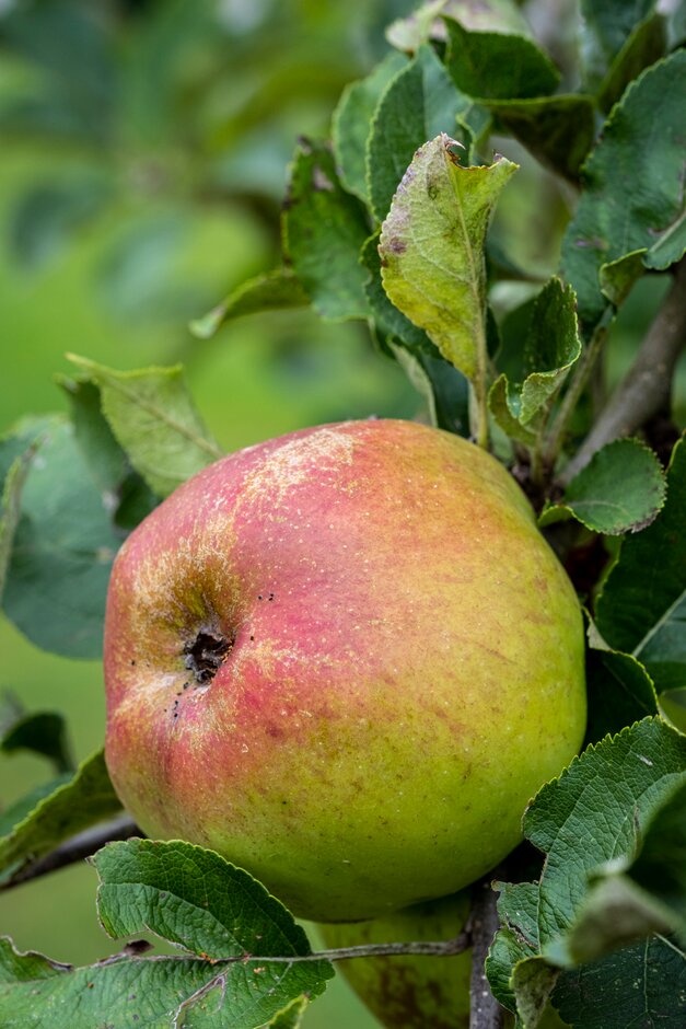 apple 'Reverend McCormick'