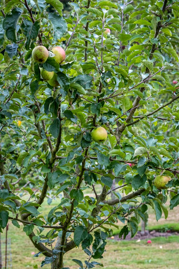 apple 'Reverend McCormick'