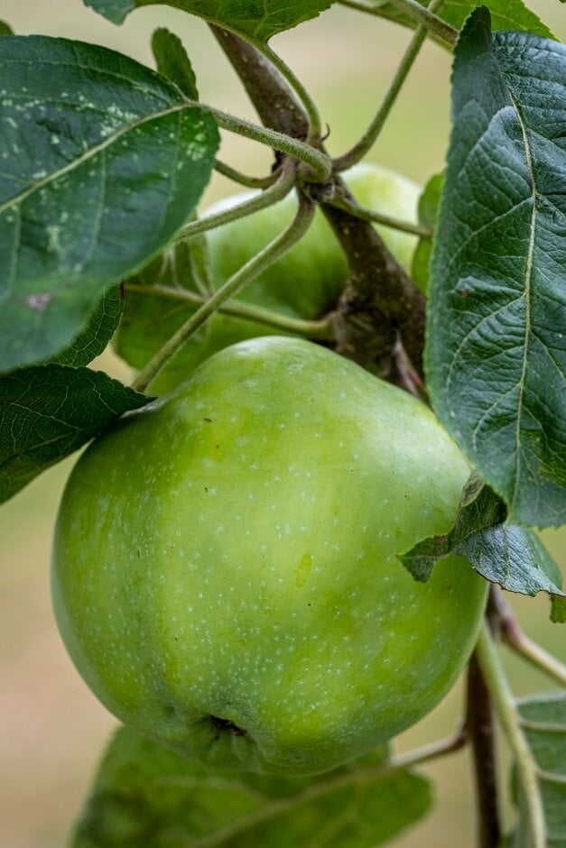 apple 'Payhembury'