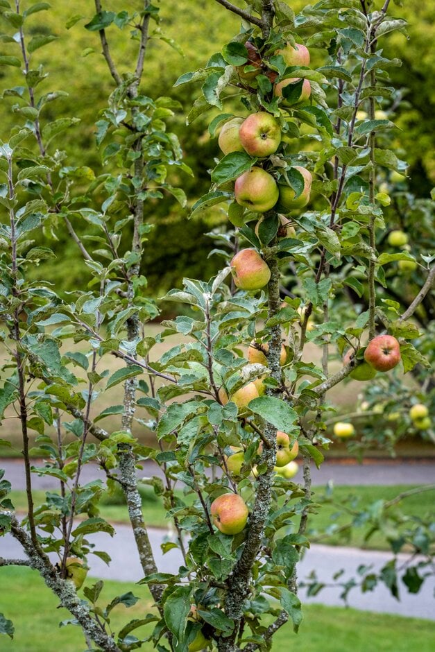 apple 'No Pip'