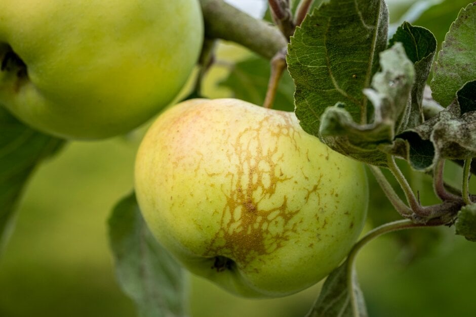 <i>Malus</i> <i>domestica</i> 'Limberlimb' (C/D)
