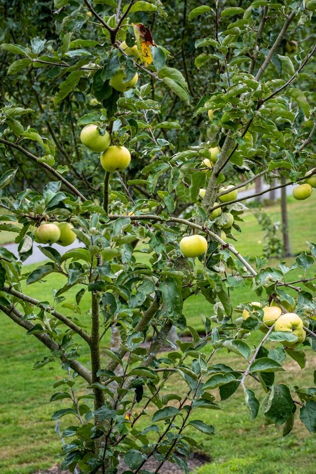 <i>Malus</i> <i>domestica</i> 'Limberlimb' (C/D)