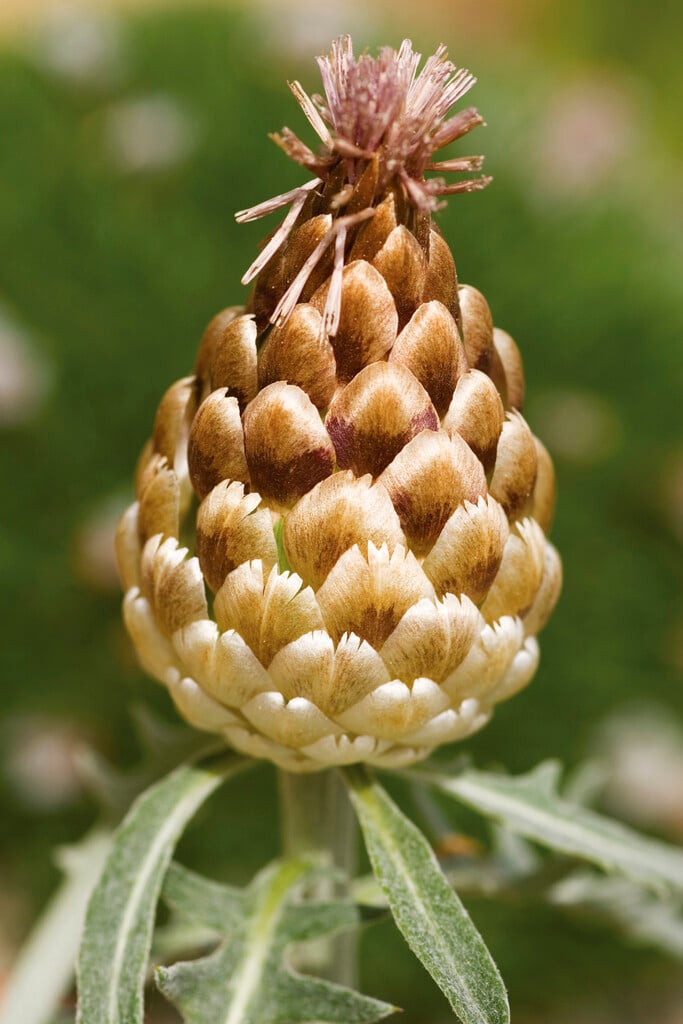 <i>Rhaponticum</i> <i>carthamoides</i>