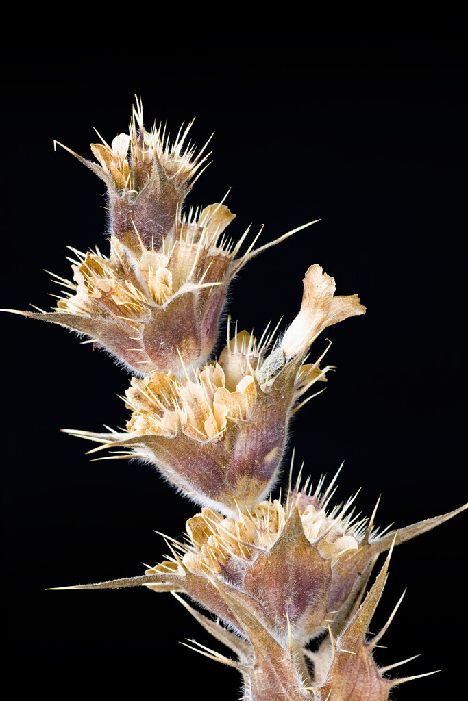Persian whorlflower