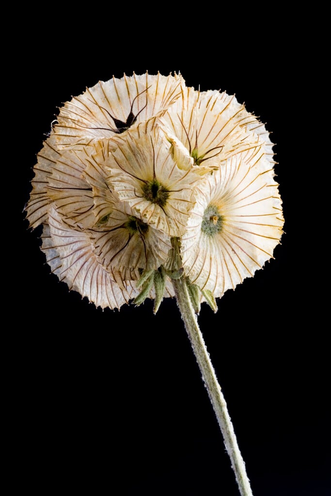 <i>Scabiosa</i> <i>stellata</i> 'Paper Moon'
