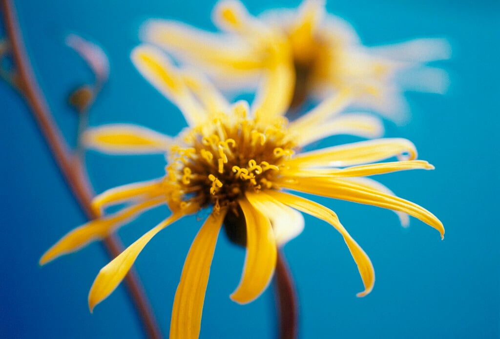 leopard plant 'Desdemona'