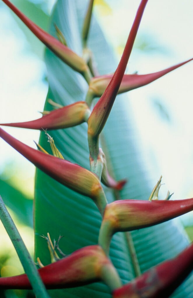 false bird of paradise