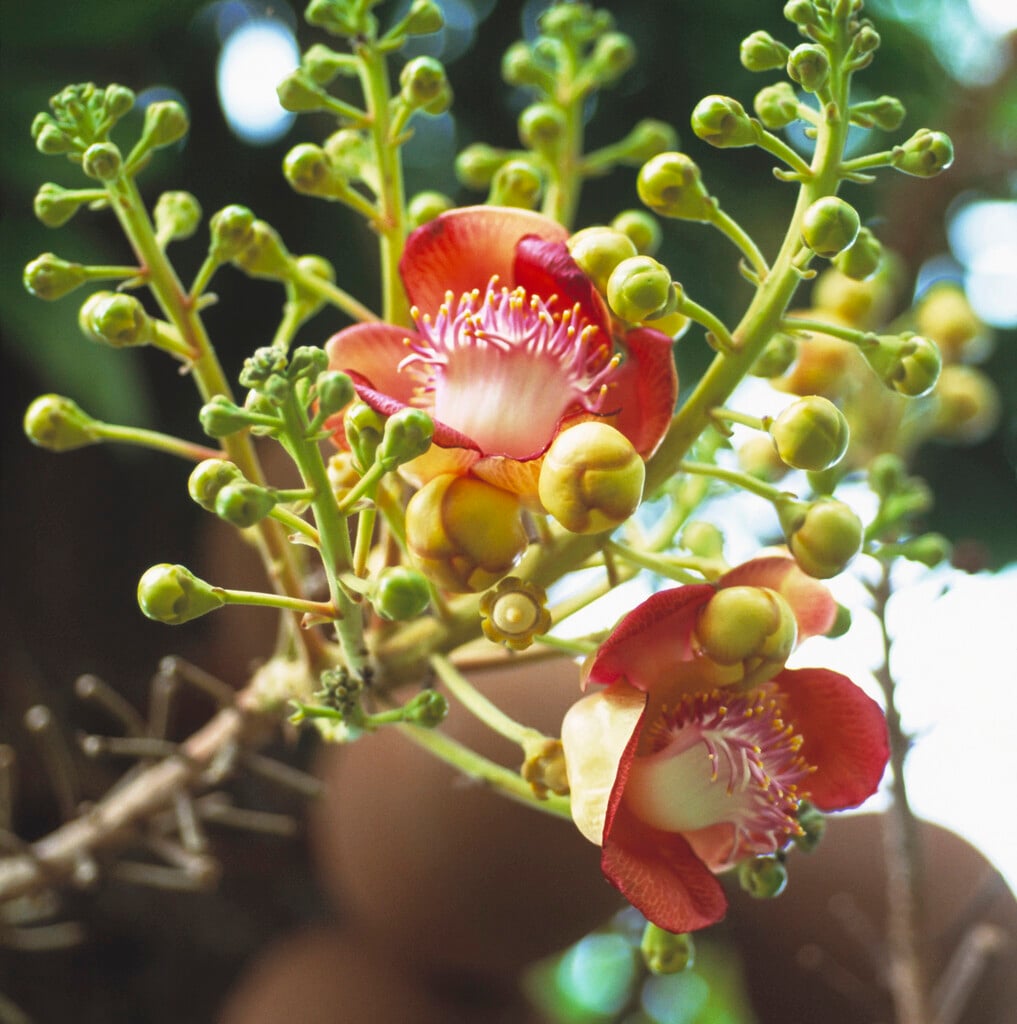 cannonball tree