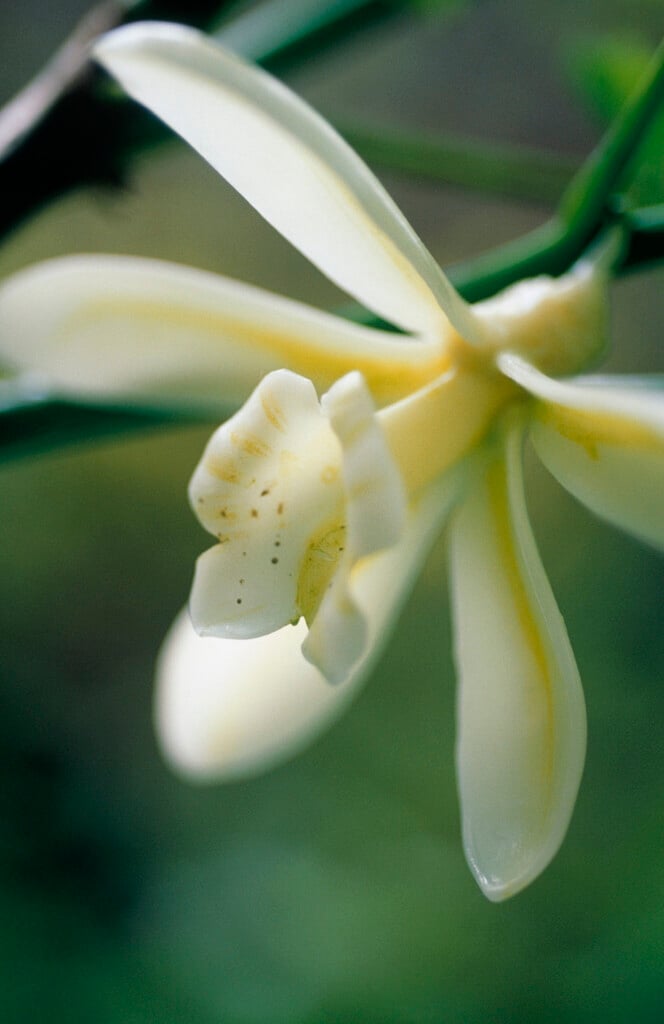 vanilla