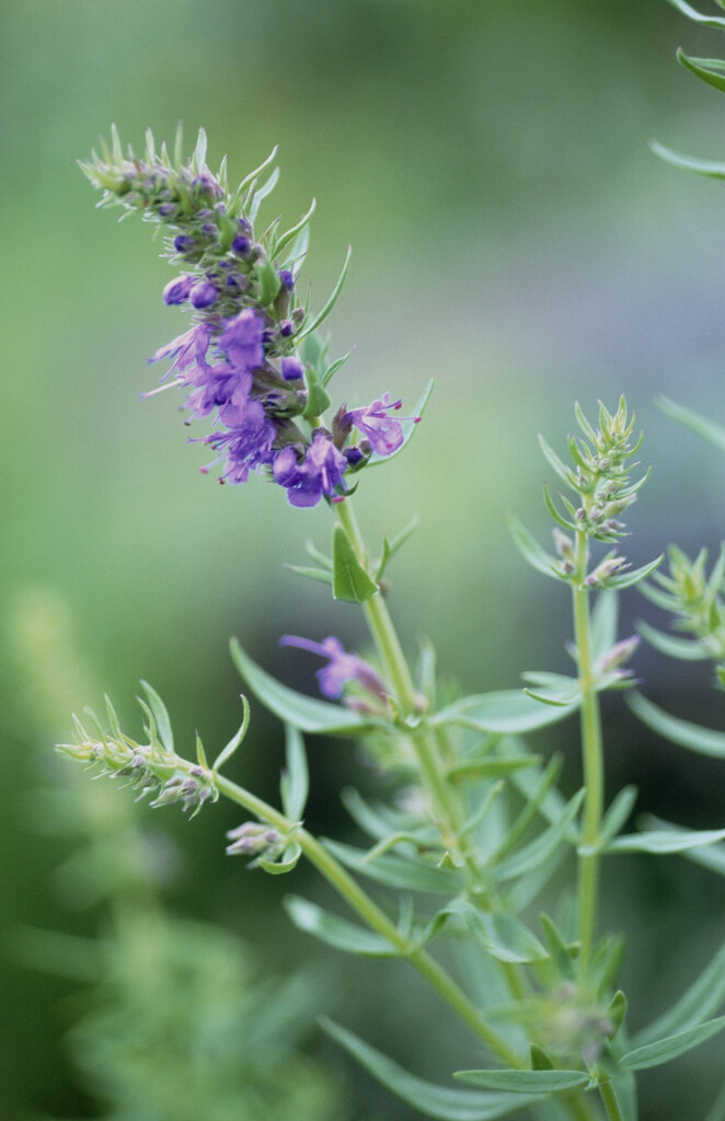 hyssop