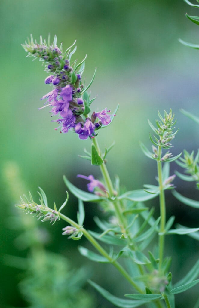 hyssop