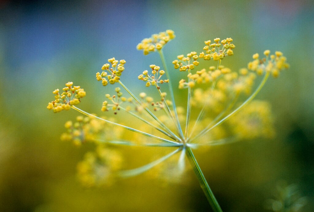 common fennel