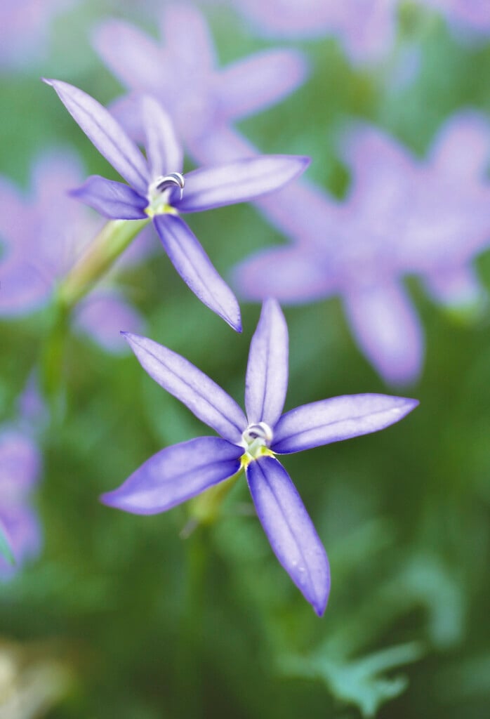 blue star creeper