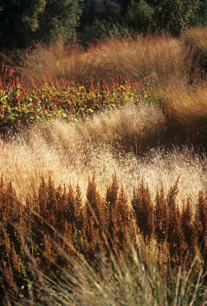 switch grass