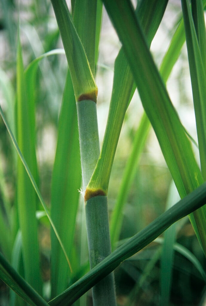 sugar cane