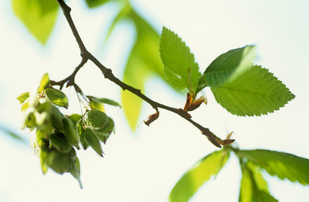 English elm