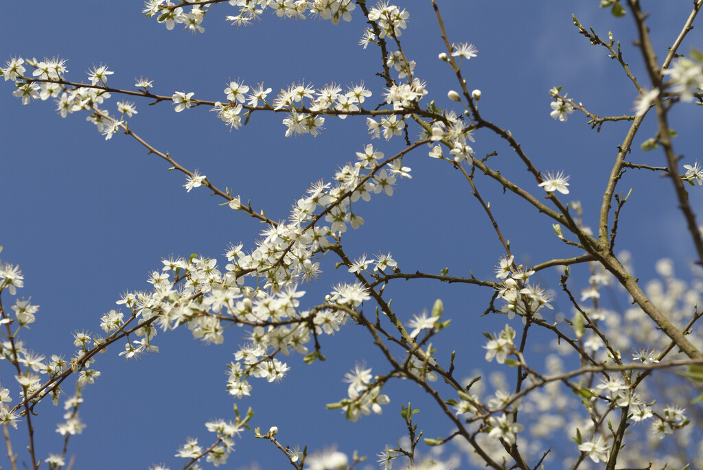 blackthorn
