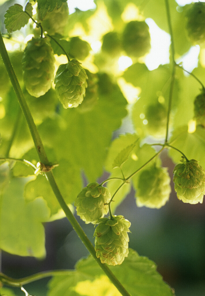 common hop
