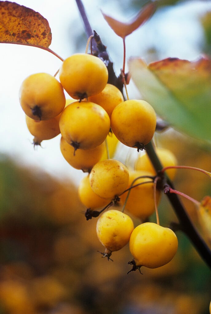 crab apple 'Golden Hornet'