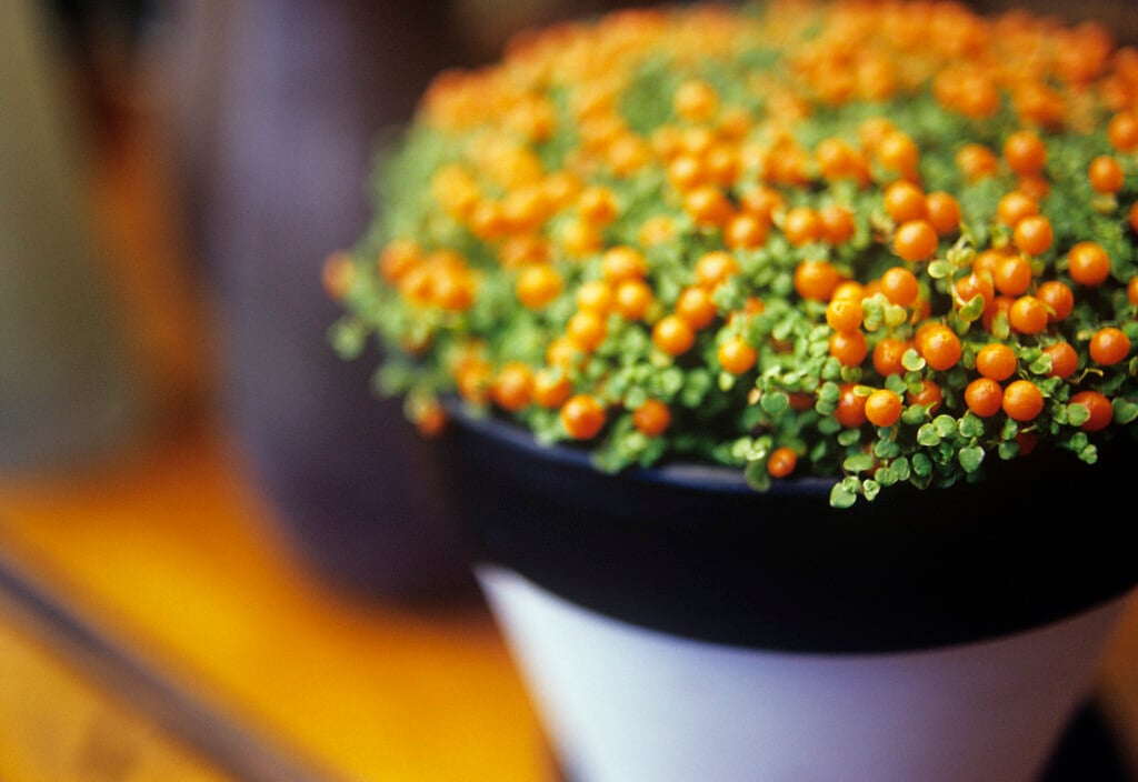 bead plant