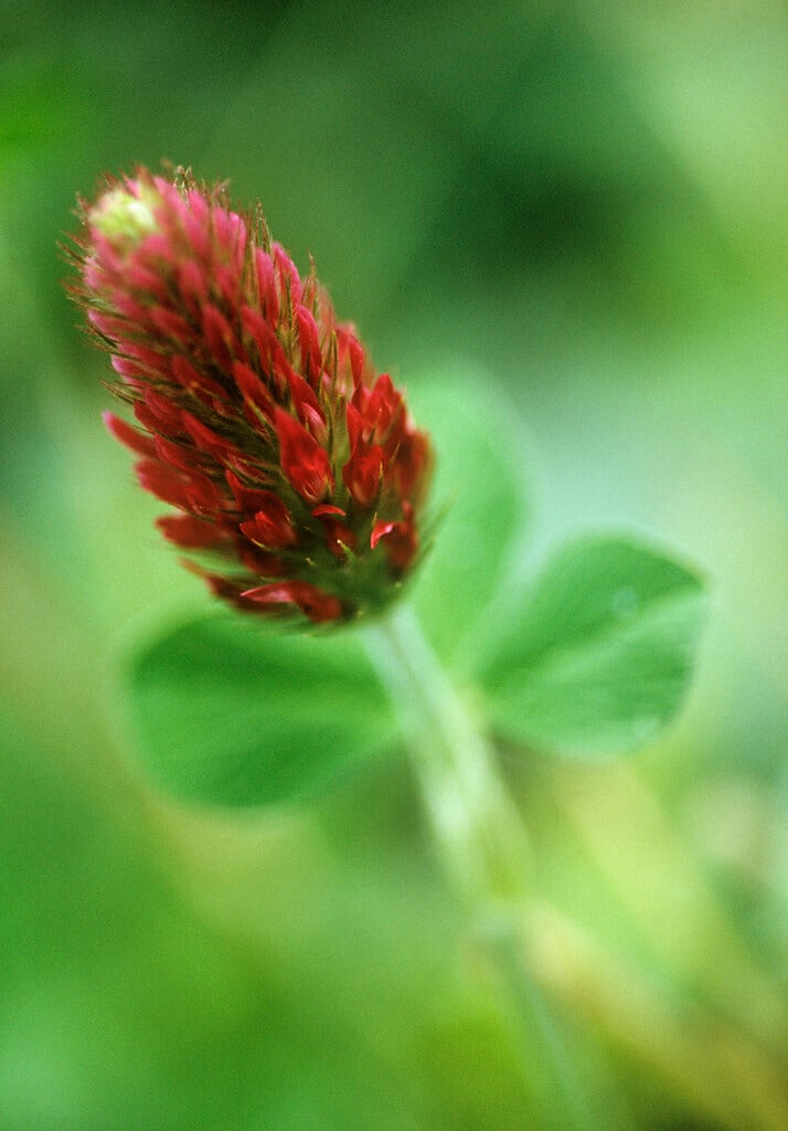 crimson clover