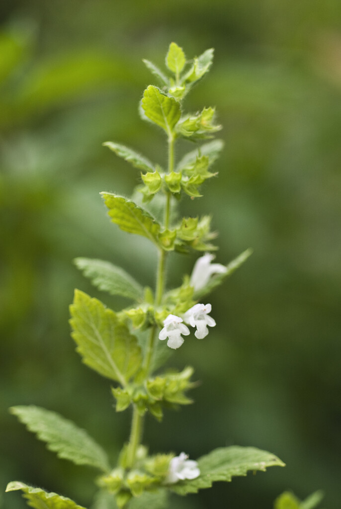 lemon balm