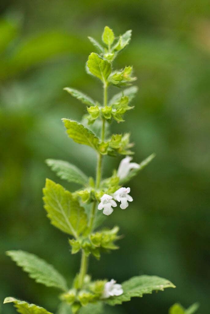 lemon balm