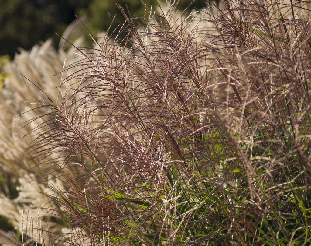eulalia 'Sirene'