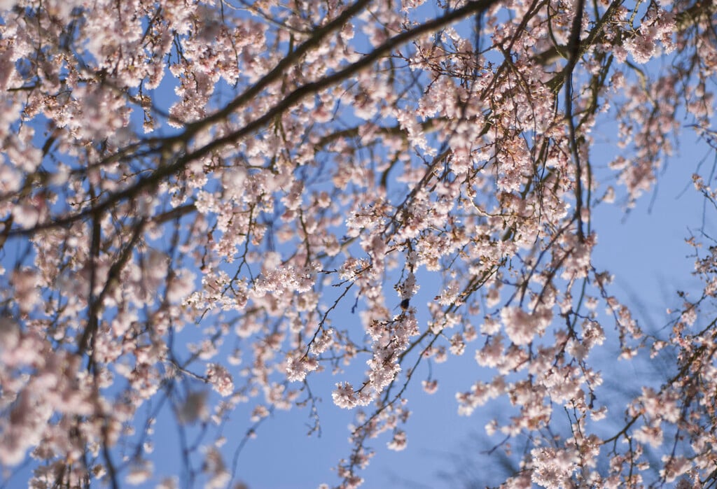 winter-flowering cherry 'Autumnalis'