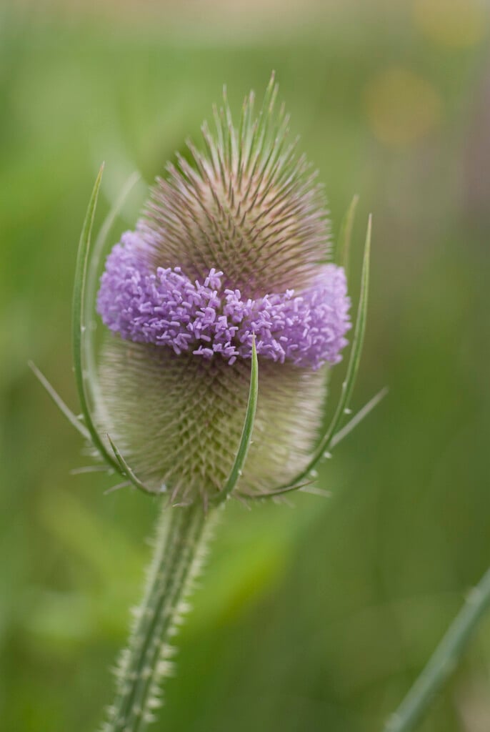 common teasel