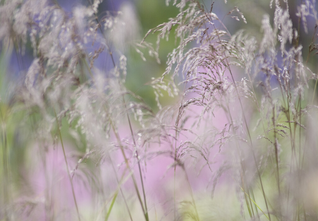 purple moor-grass