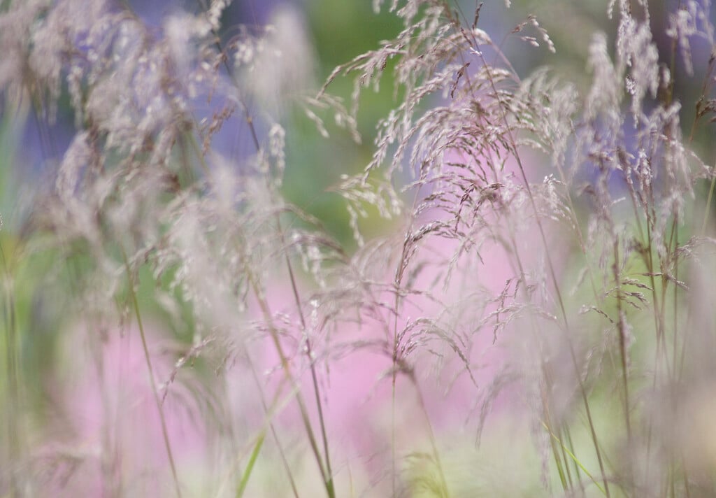 purple moor-grass