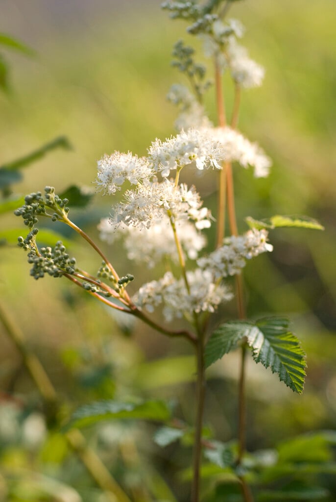 meadowsweet