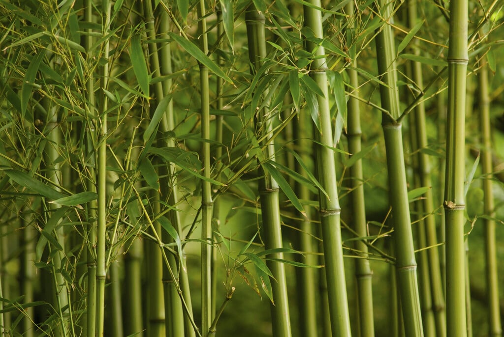 <i>Phyllostachys</i> <i>vivax</i>