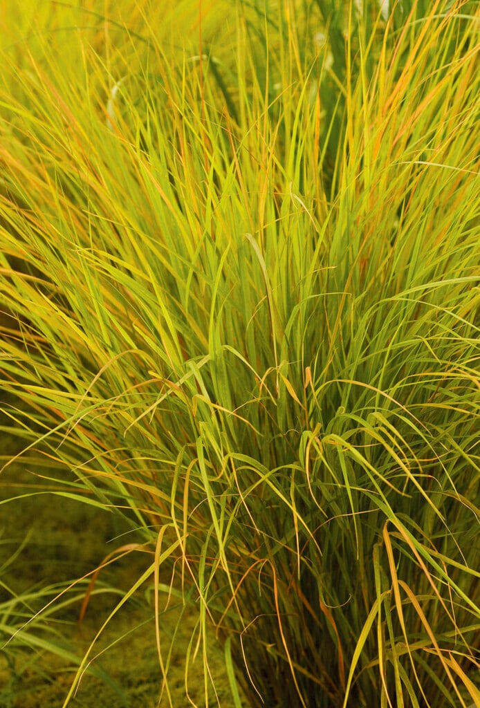 <i>Anemanthele</i> <i>lessoniana</i> 'Autumn Tints'