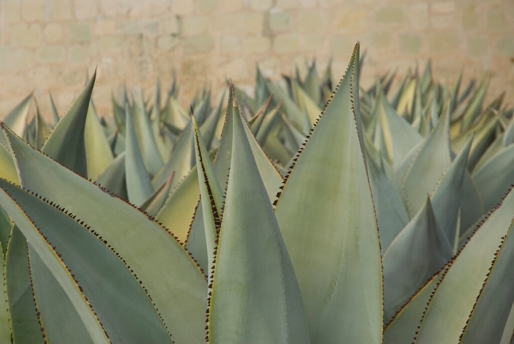 <i>Agave</i> <i>mitis</i> var. <i>mitis</i>