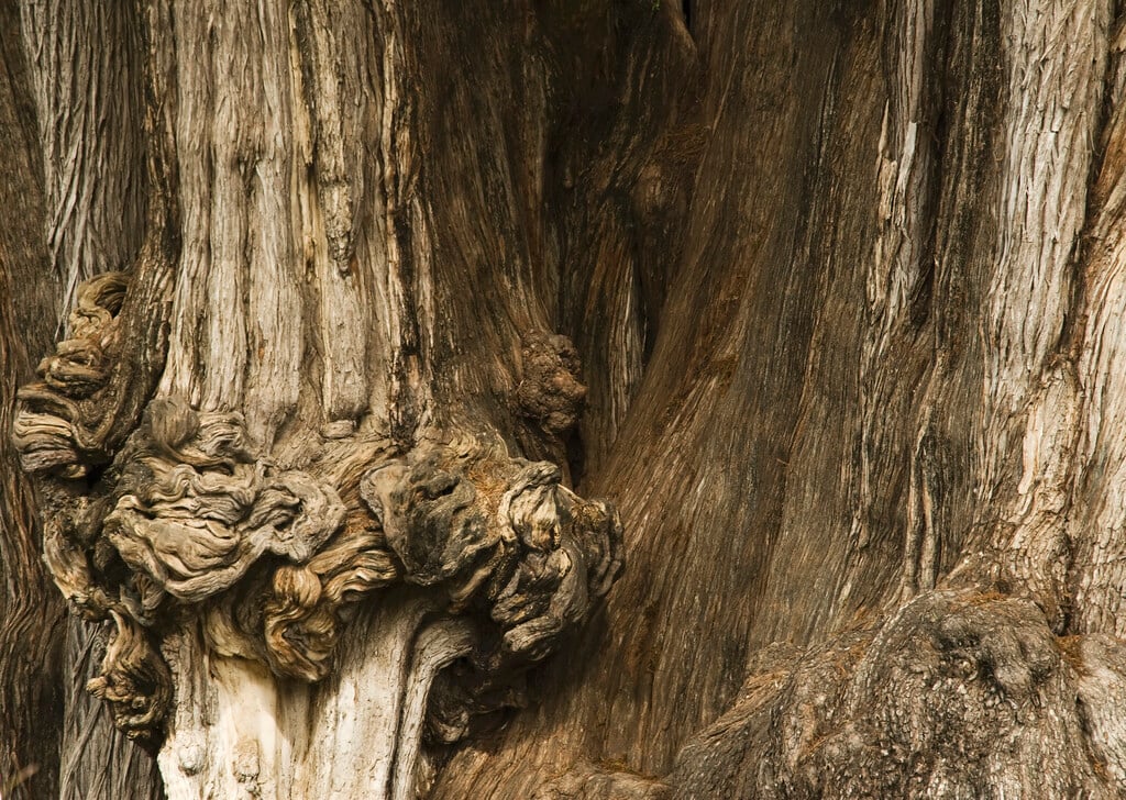 Montezuma cypress