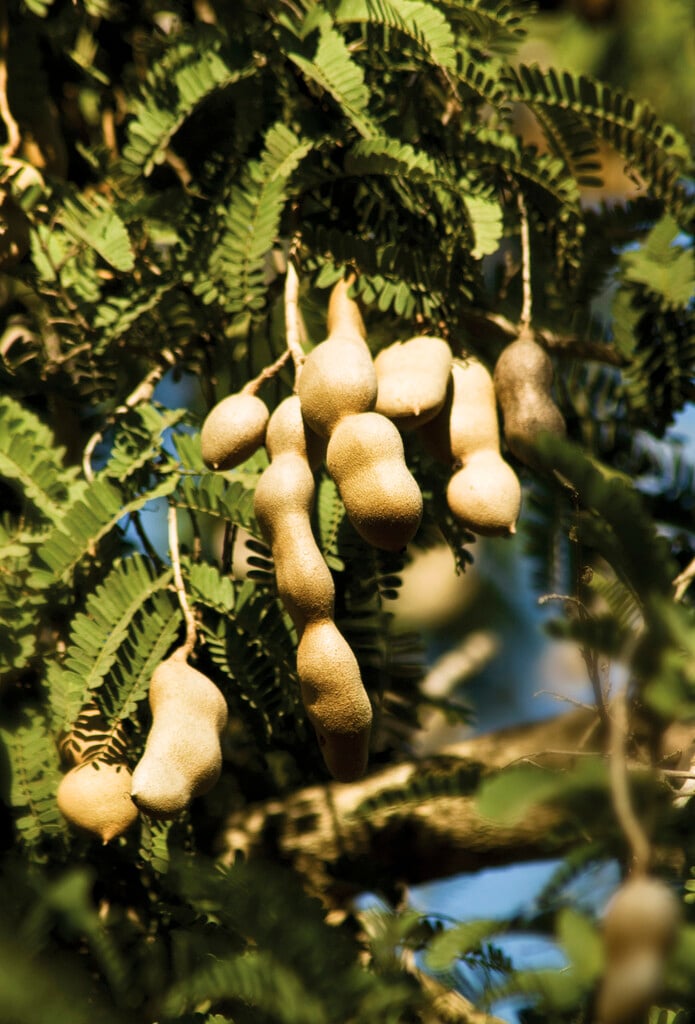 tamarind