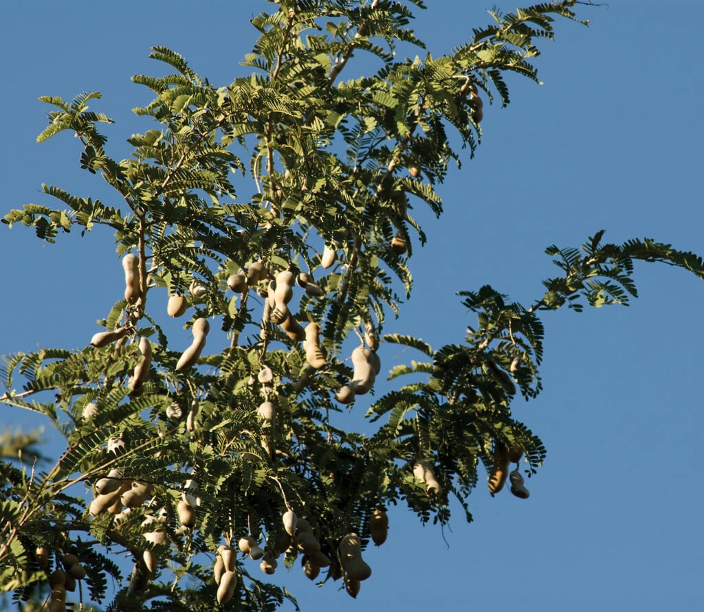 tamarind