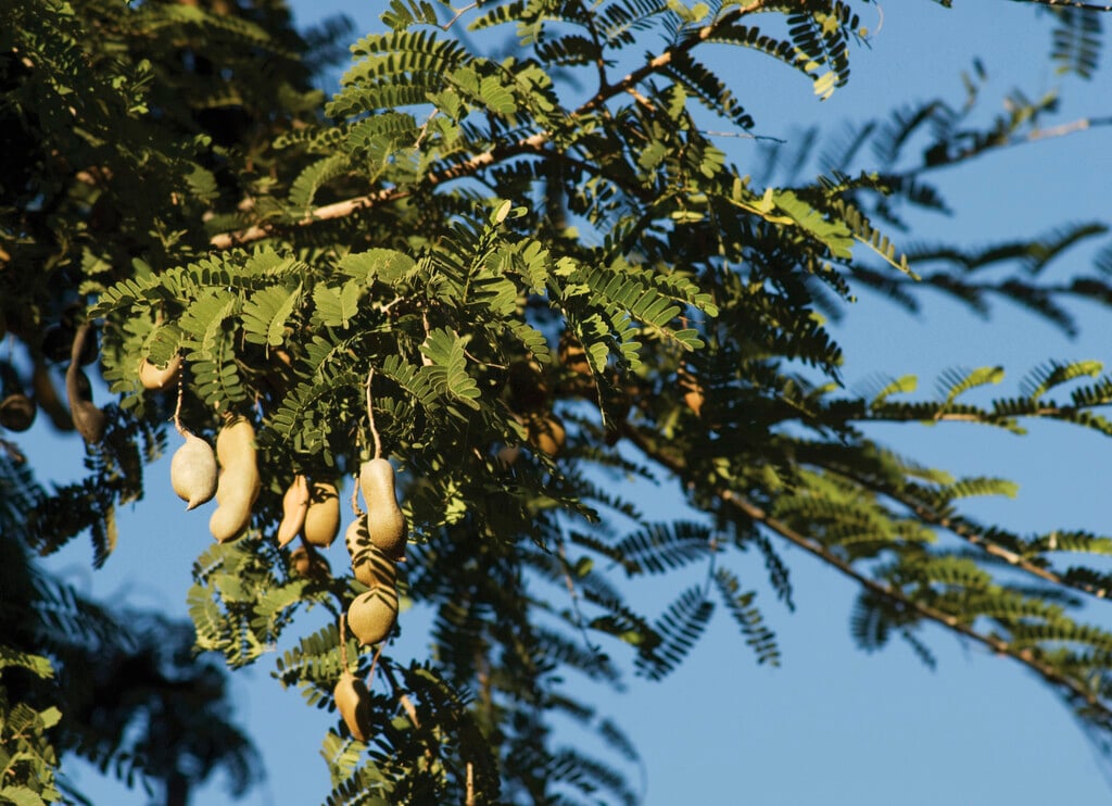 tamarind