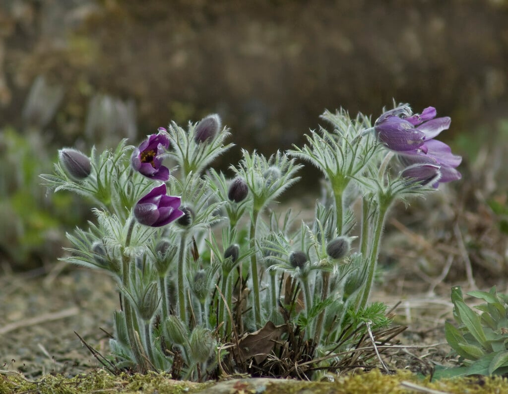 alpine anemone