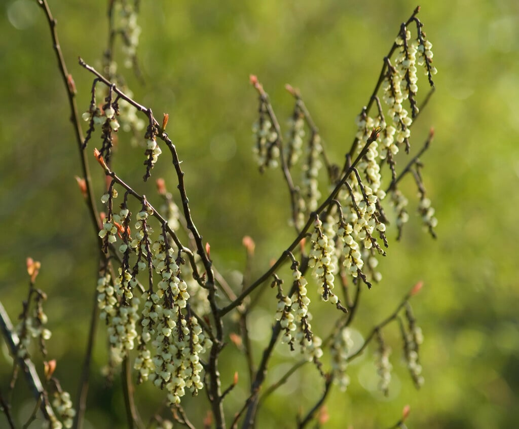 <i>Stachyurus</i> <i>praecox</i> var. <i>leucotrichus</i>