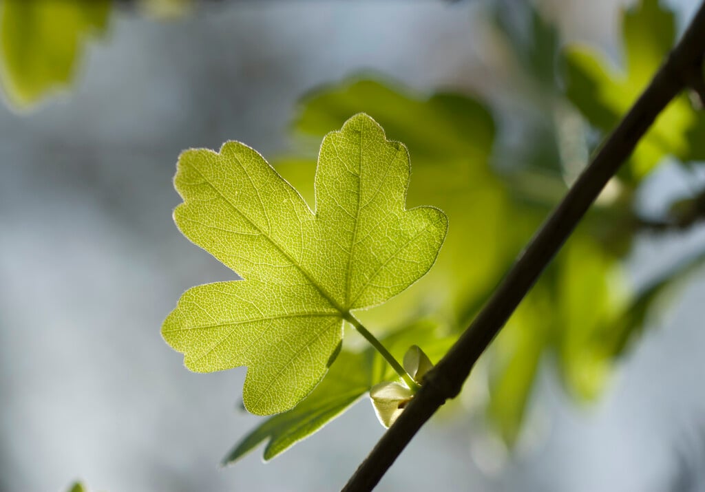 field maple