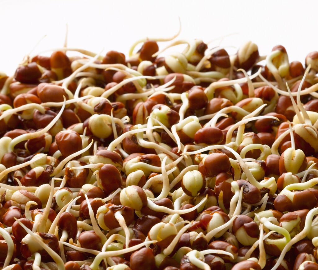 cowpea