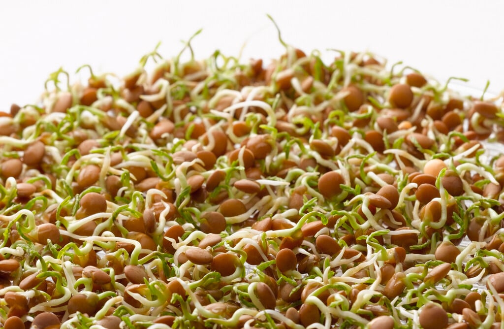 lentil