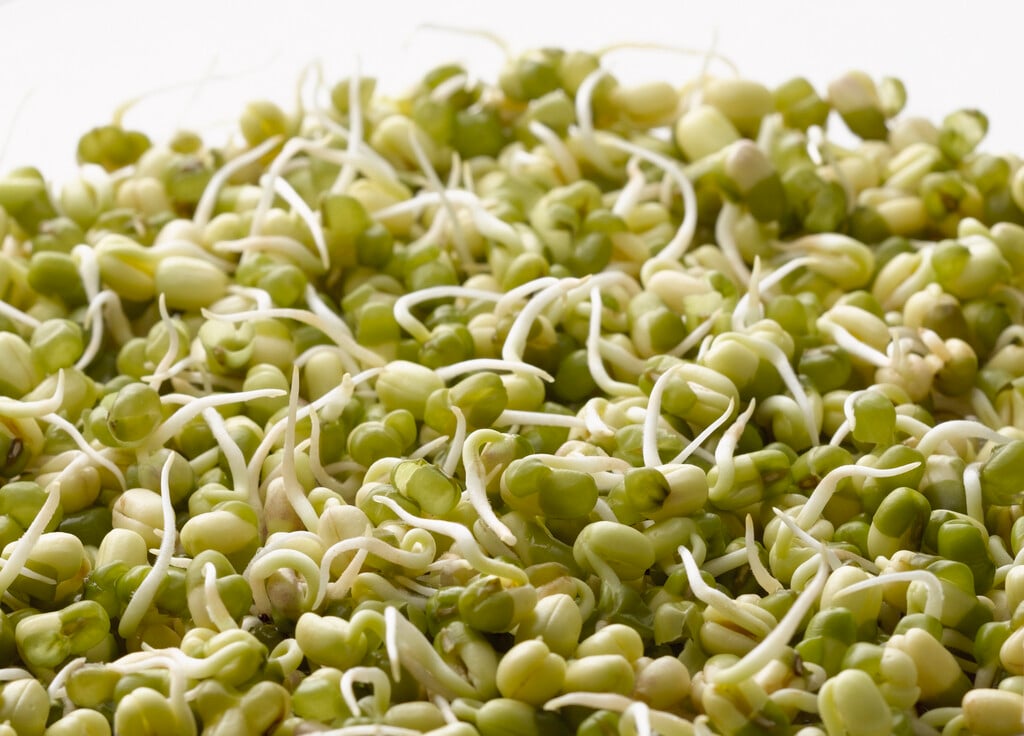 mung bean