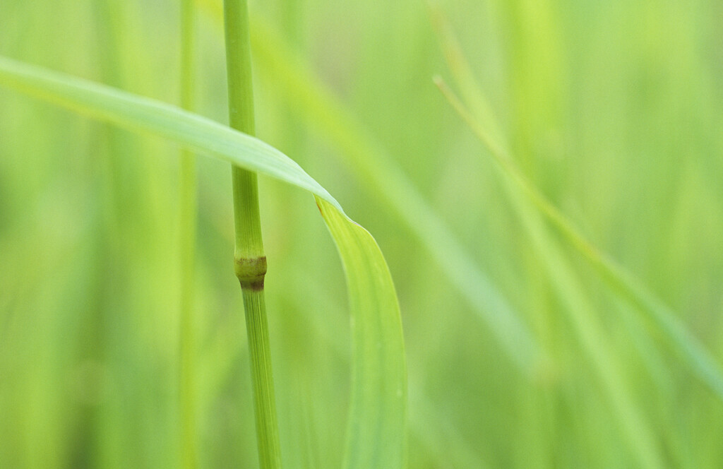 red fescue