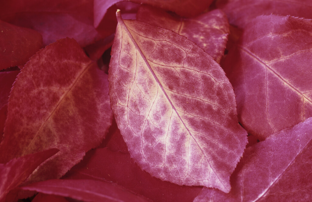 spindle